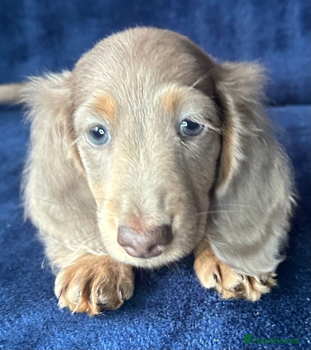 Miniature Dachshund dogs for sale: Isabella long haired boy available  - Advert 15