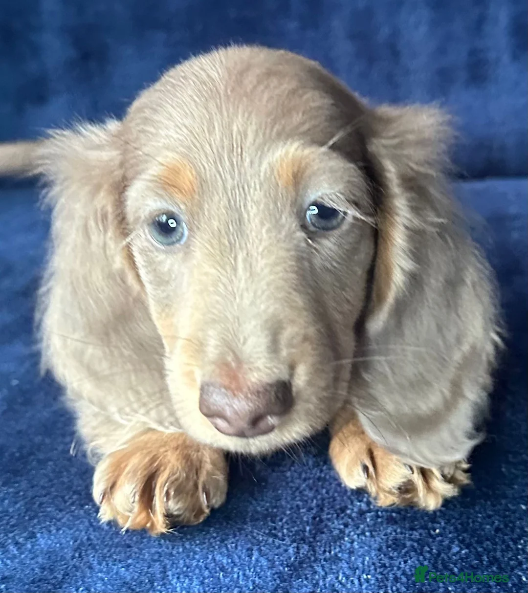 Miniature Dachshund dogs for sale: Isabella long haired boy available  - Advert 15