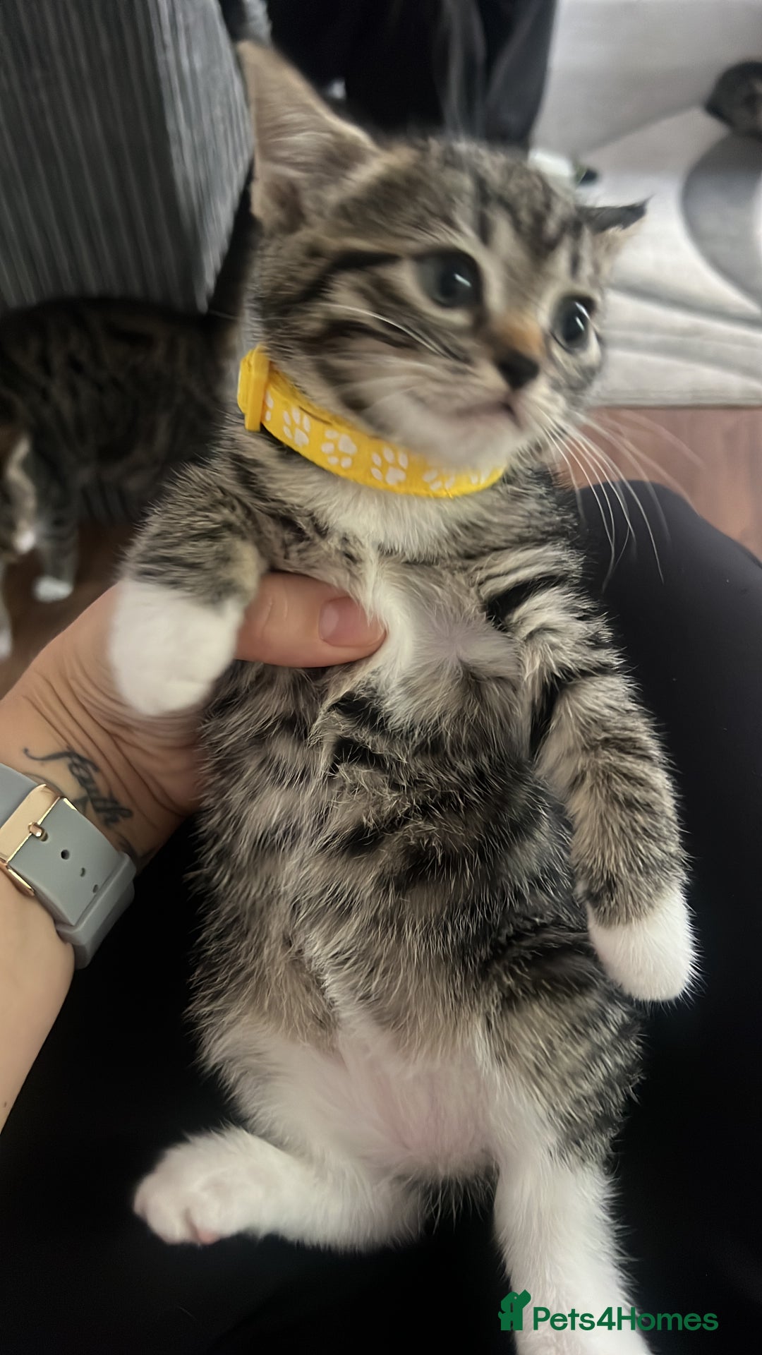 Bengal cats for sale: Bengal/Tabby - Image 19