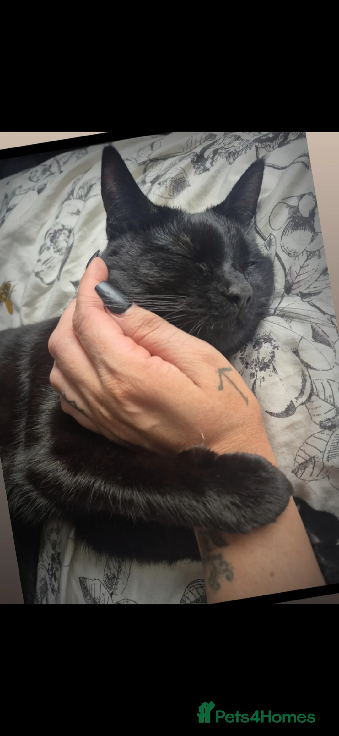 Mixed Breed cats for sale: Beautiful black female cat - Advert 6