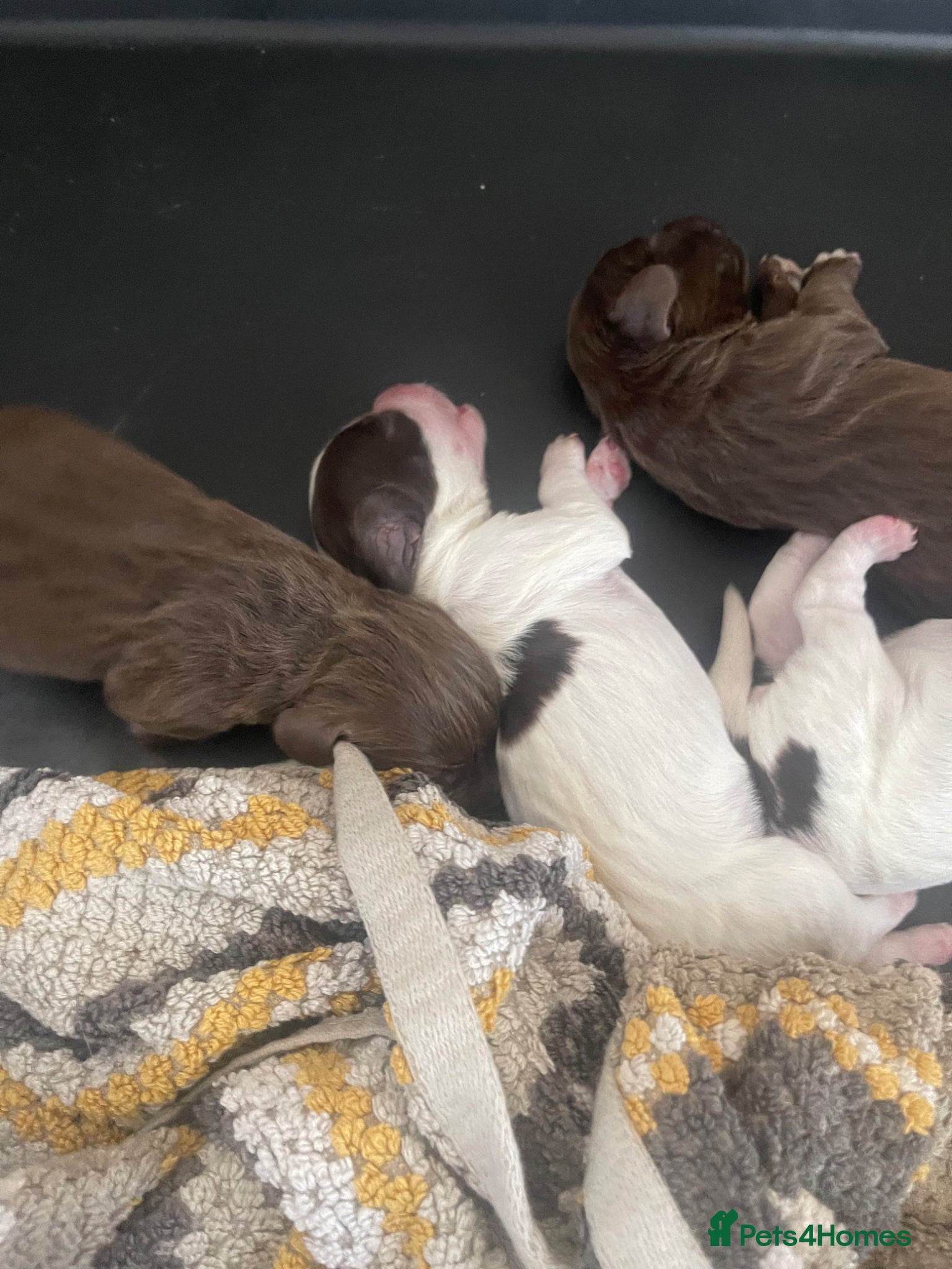 Cocker Spaniel dogs for sale: Working cocker spaniels  - Advert 9