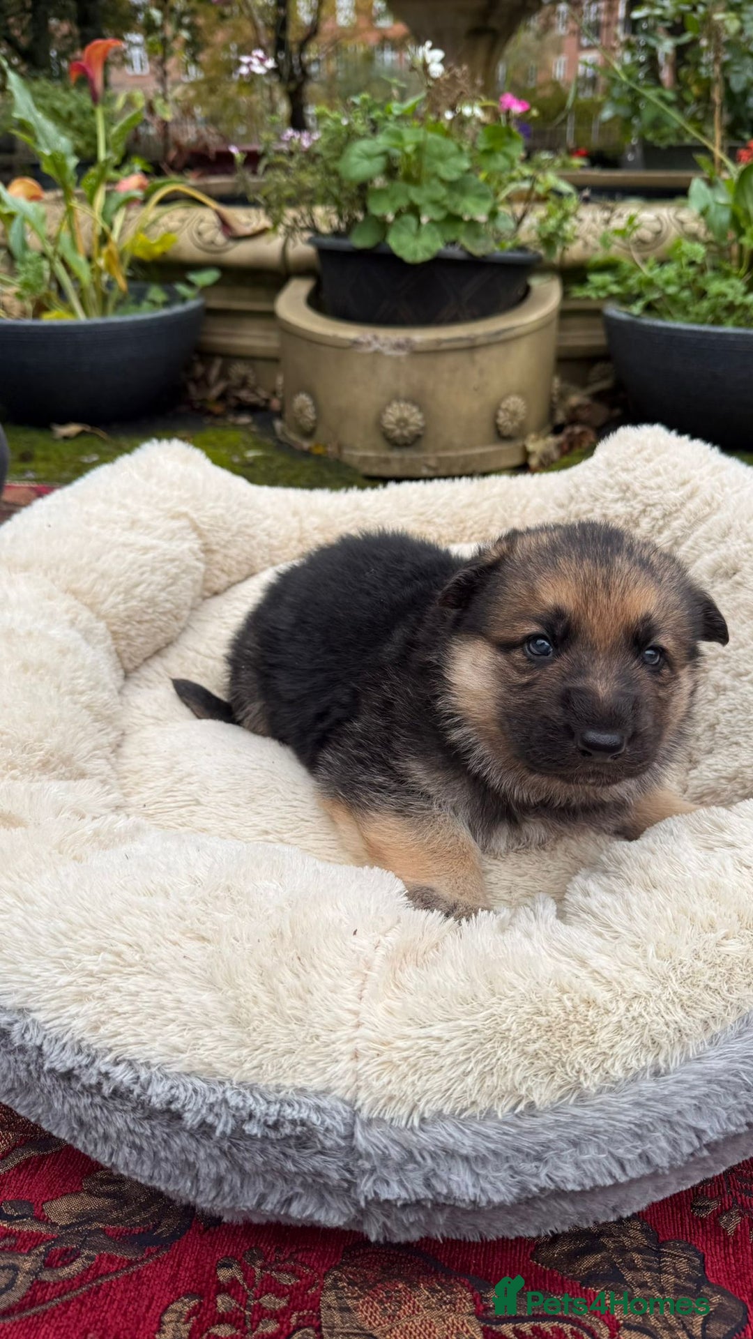 German Shepherd dogs for sale: German Shepherd puppy for sale - Image 16