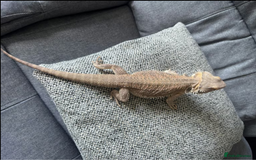 Bearded Dragon reptiles for sale: Bearded dragon with full setup Reeady. - Image 4