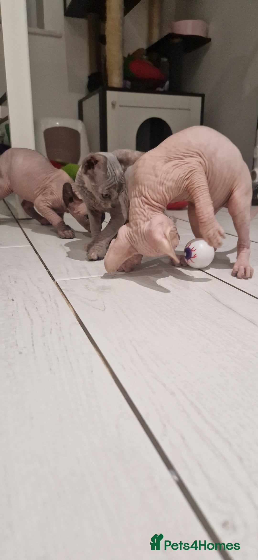 Sphynx cats for sale: Female and male kittens  - Advert 6