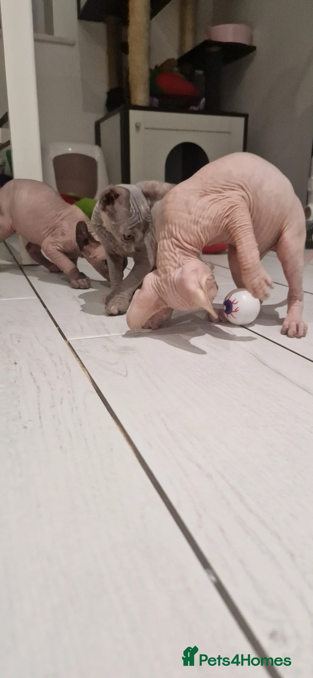 Sphynx cats for sale: Female and male kittens  - Advert 6