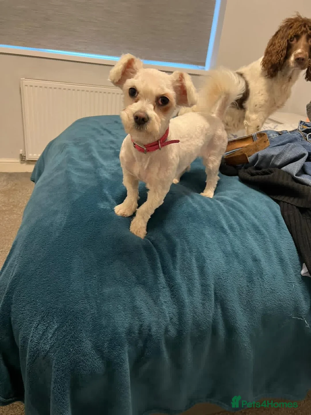 Mixed Breed dogs for adoption: Alvina  in Birmingham - Advert 1