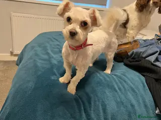 Mixed Breed dogs Alvina - Advert 1