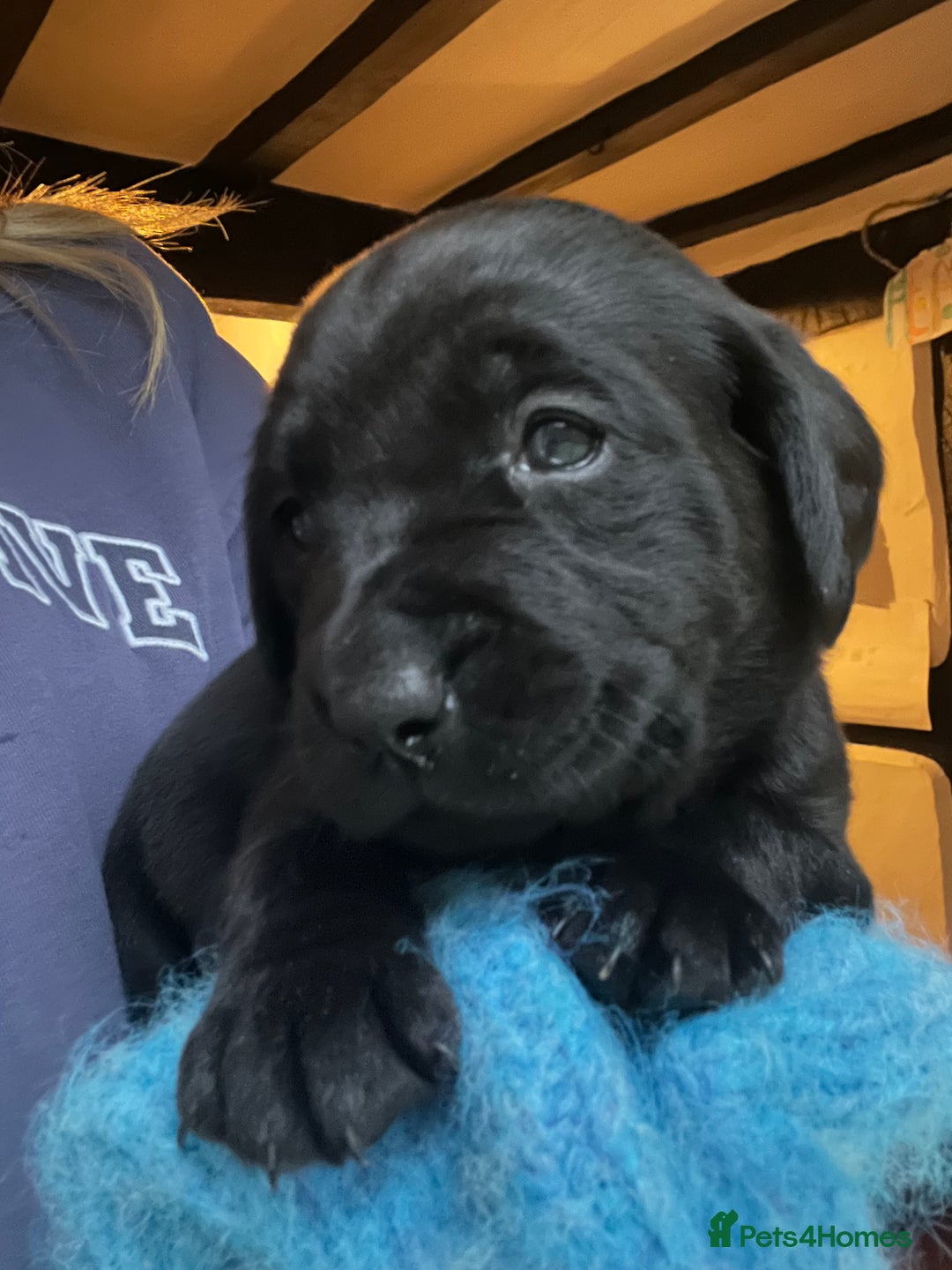 Labrador Retriever dogs for sale: Pedigree KCRegistered Labrador Pups-FoxRed & Black - Advert 3