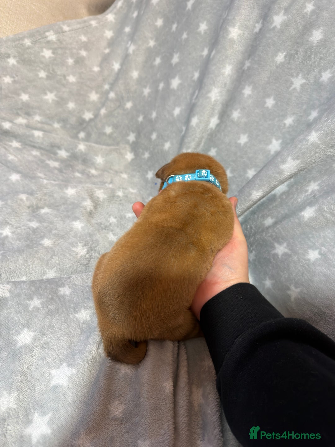 Dogue De Bordeaux dogs for sale: Beautiful Dogue De Bordeaux Puppies - Advert 29