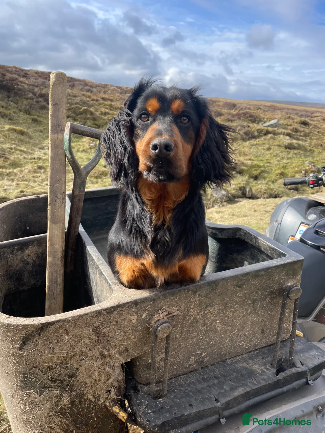 Cocker Spaniel dogs for stud: KC working Black and Tan dog - Advert 2