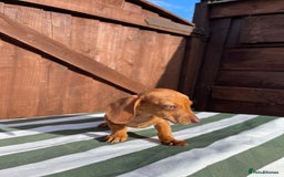 Dachshund dogs for sale: 4 beautiful dachshund puppies ready to go!!!! - Image 7