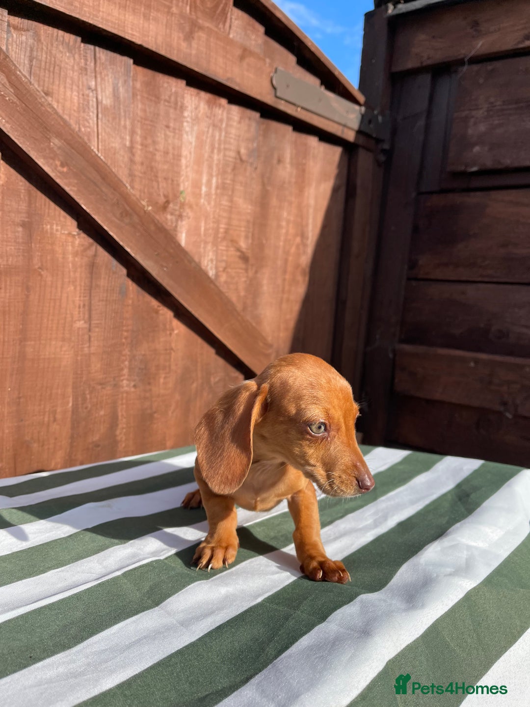 Dachshund dogs for sale: 4 beautiful dachshund puppies ready to go!!!! - Image 7