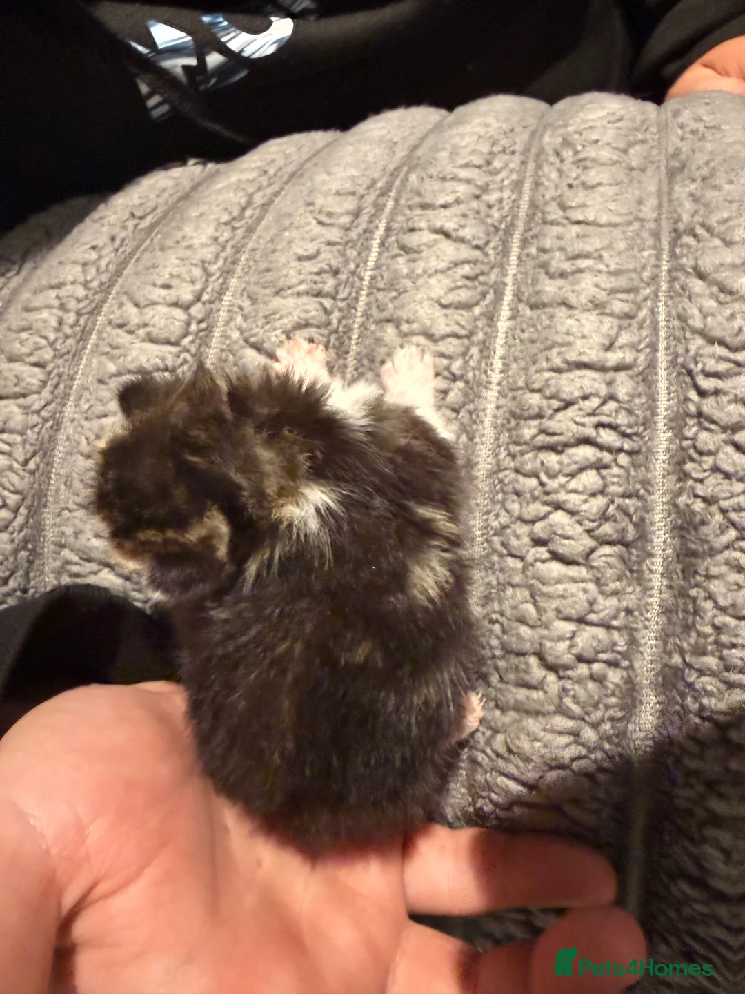 Domestic Shorthair cats for sale: Cailco kittens - Advert 11