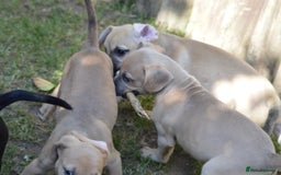 Mixed Breed dogs for sale: Mixed Breed Pups - Image 12