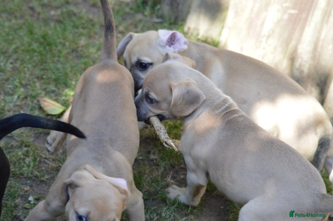 Mixed Breed dogs for sale: Mixed Breed Pups - Image 12