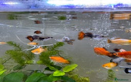 Platies fish for sale: Small platys and Guppys for sale £1 each-Fish only in Bromley - Image 22
