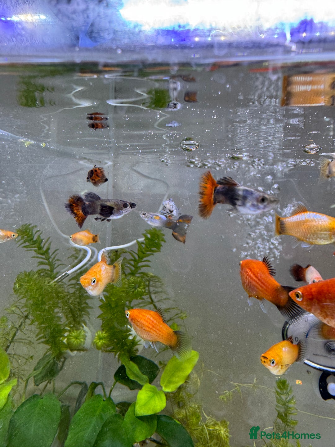 Platies fish for sale: Small platys and Guppys for sale £1 each-Fish only in Bromley - Image 22