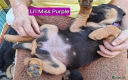 Rottweiler dogs for sale: Stunning Litter Of Shepweiler X Mastiff Pups - Image 24