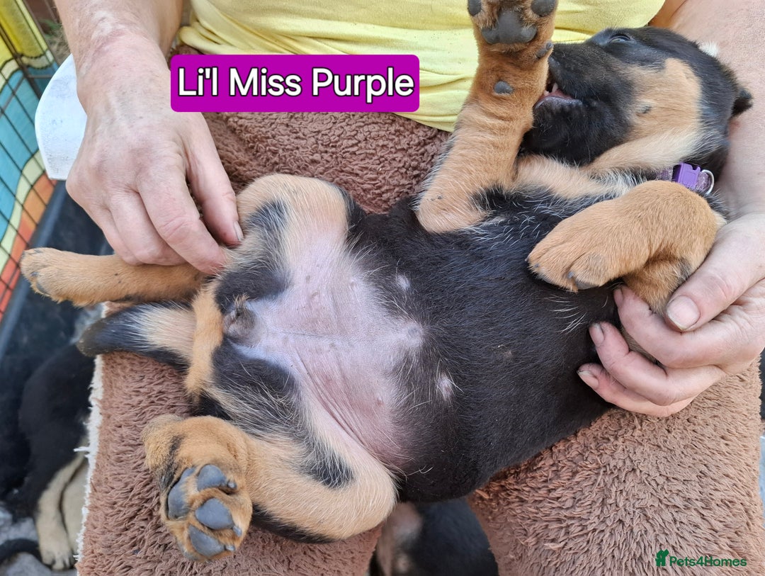 Rottweiler dogs for sale: Stunning Litter Of Shepweiler X Mastiff Pups - Image 24