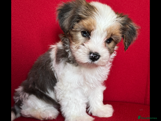 Yorkshire Terrier dogs - Advert 5