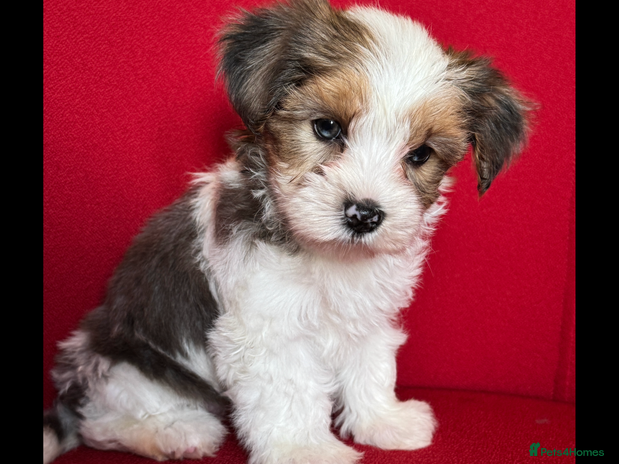 Yorkshire Terrier dogs - Advert 4