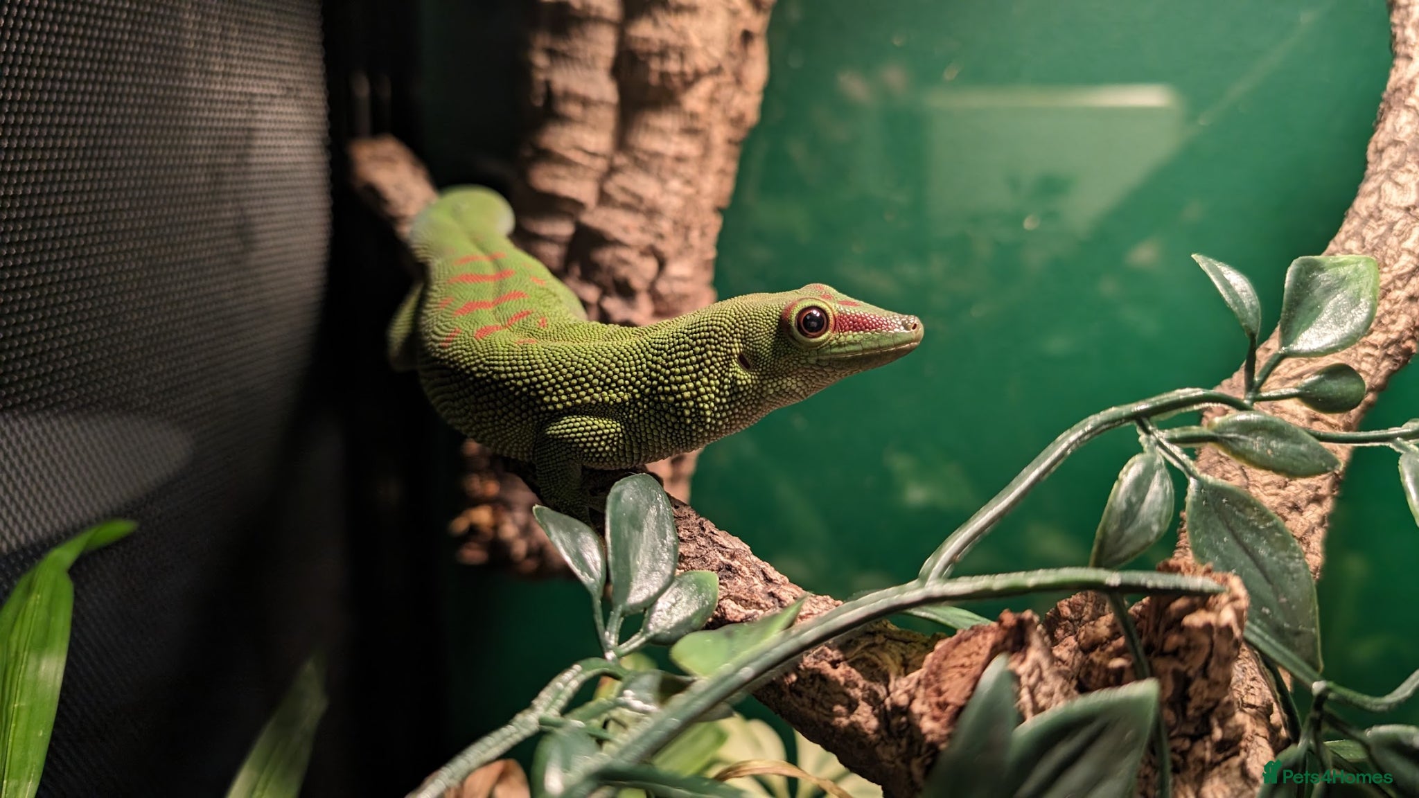 Gecko reptiles for sale: Double setup geckos and frogs - Advert 10