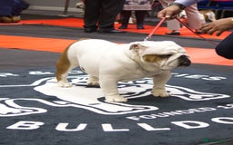 English Bulldog dogs for sale: Kc reg Stunning show quality pup  - Image 3