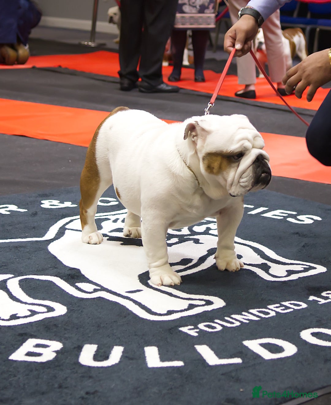 English Bulldog dogs for sale: Kc reg Stunning show quality pup  - Image 3