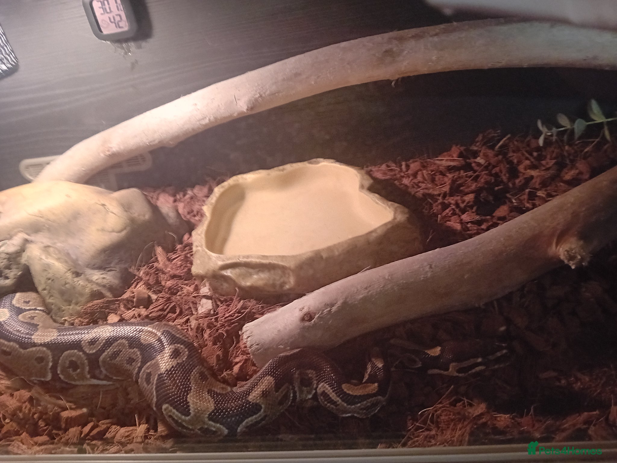 Python Snake reptiles Ball python - Advert 5