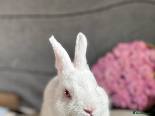 Netherland Dwarf rabbits - Advert 15