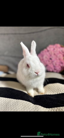 Netherland Dwarf rabbits - Advert 15