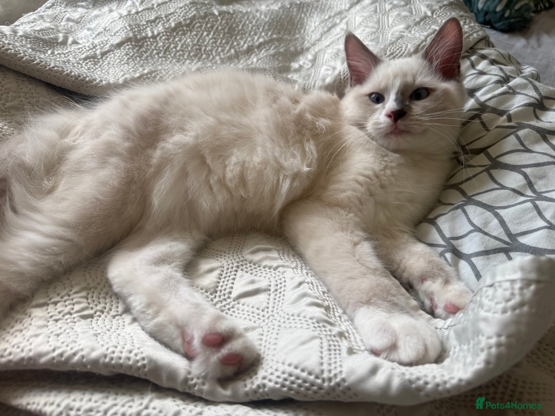 Ragdoll cats for sale: GORGEUS RAGDOLL KITTENS - 1 boy/1 girl left - Image 7