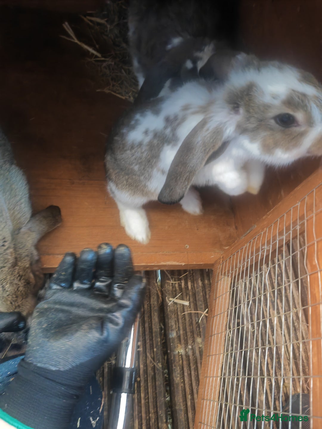 French Lop rabbits for sale: French lop  - Image 2