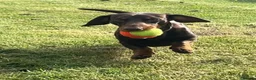 Dachshund dogs for sale: 2 year old male dachshund (GARY) - Advert 4