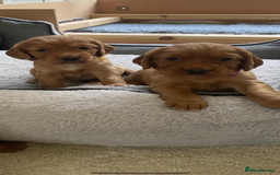 Cocker Spaniel dogs for sale: Health Tested Clear Cocker Spaniel Puppies  - Image 7