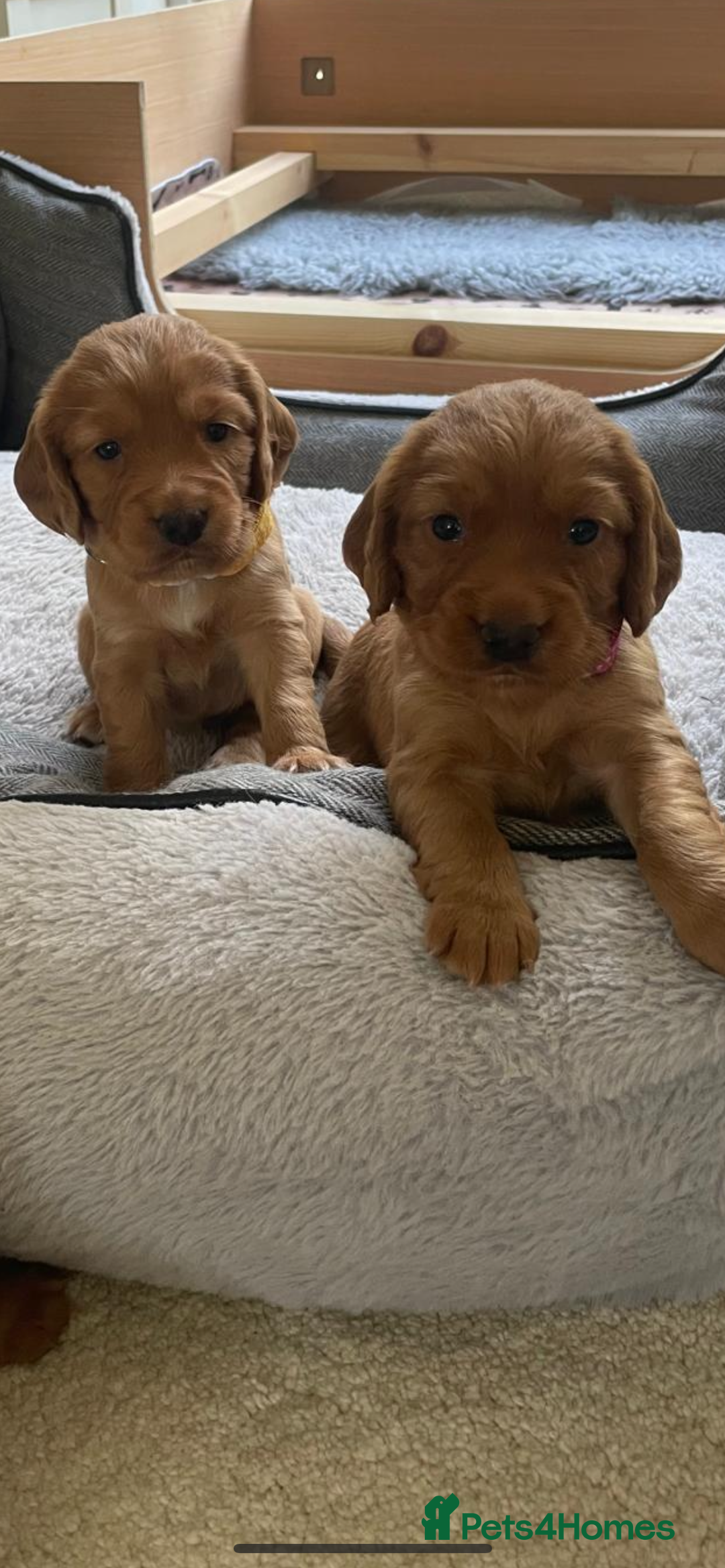 Cocker Spaniel dogs for sale: Health Tested Clear Cocker Spaniel Puppies  - Image 7