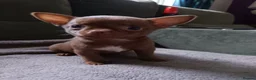 Chihuahua dogs for sale: Pedigree chihuahua puppies two girls one boy  in Cambridge - Advert 10