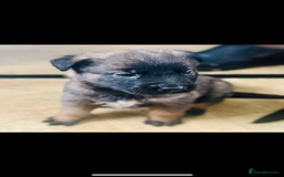 Belgian Shepherd Dog dogs for sale: Skye x Nines very last litter ever! 3B &7G  - Image 9