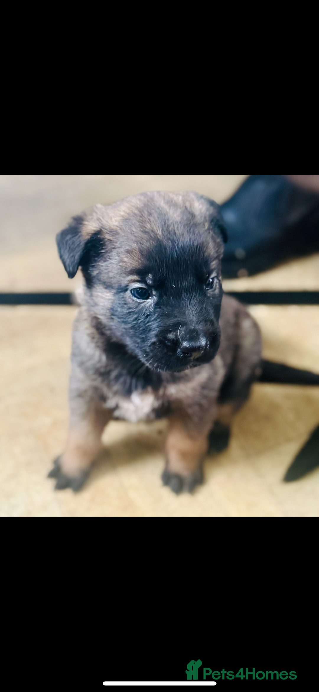 Belgian Shepherd Dog dogs for sale: Skye x Nines very last litter ever! 3B &7G  - Image 9