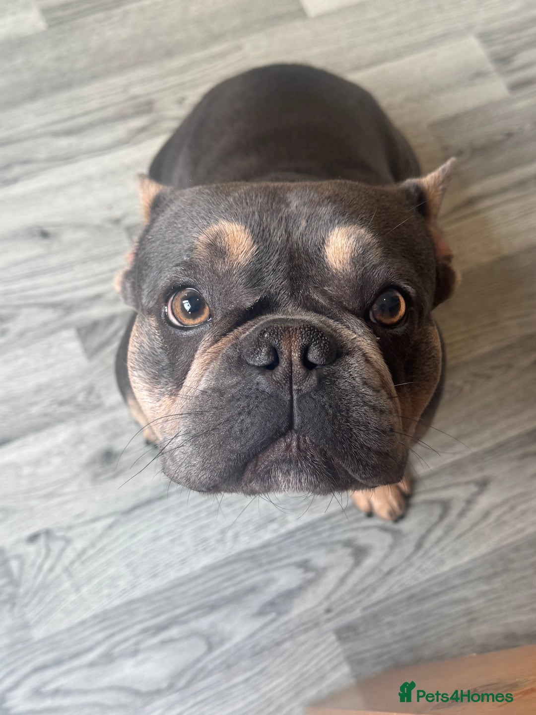 French Bulldog dogs for sale: Beautiful French bulldog - Advert 3
