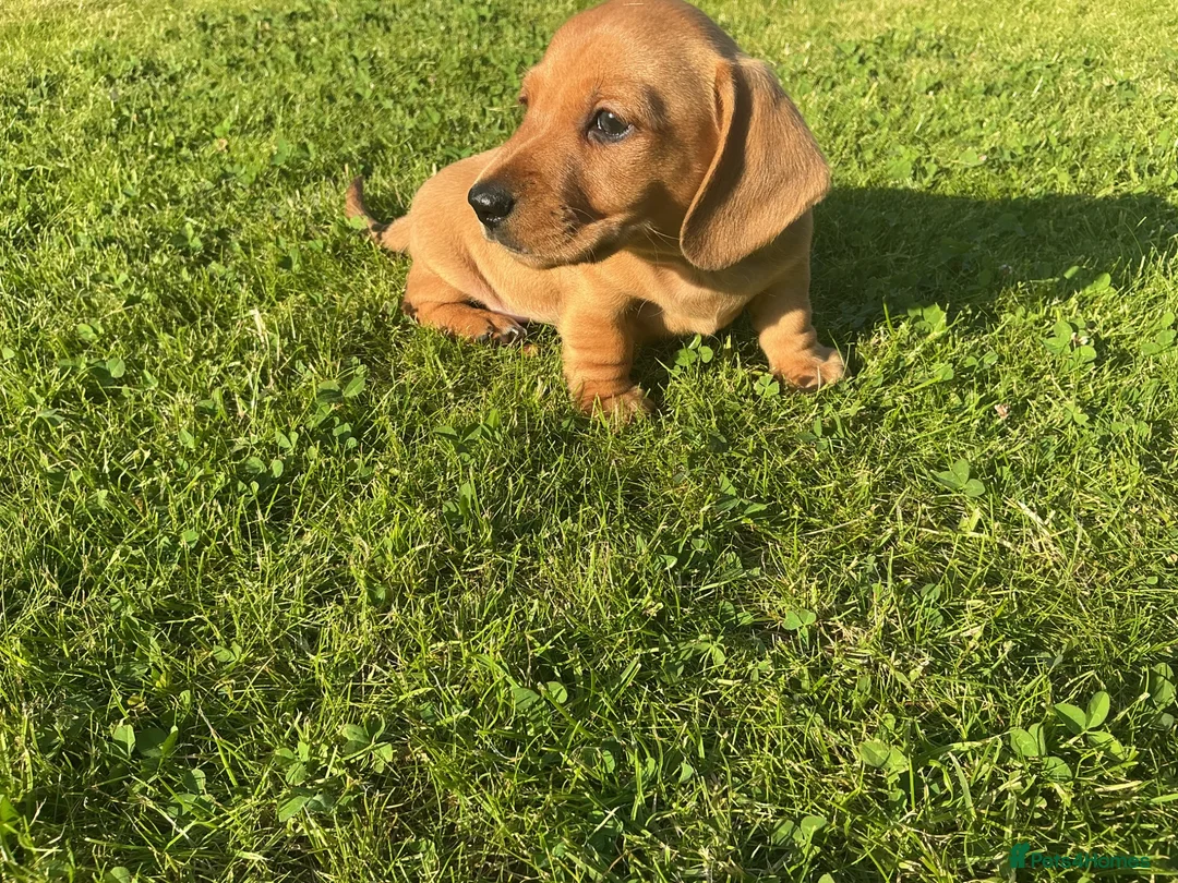 Miniature Dachshund dogs for sale: KC REG Miniature dachshunds. Council licensed - Advert 1