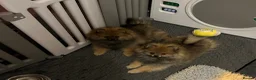 Pomeranian dogs for sale: ❤️ READY NOW! Stunning Pomeranian puppies 🐶❤️ - Advert 9