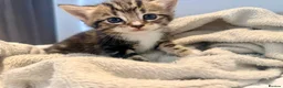 Turkish Angora cats for sale: 1 REMAINING Beautiful TurkishAngora Cross Kittens  - Advert 28