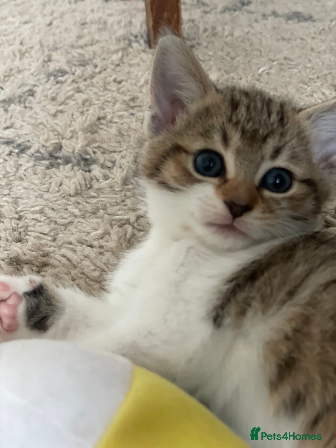 European cats for sale: 8 weeks old - kittens  - Image 33