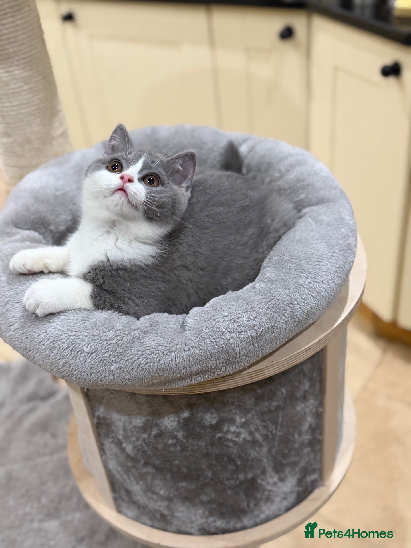 British Shorthair cats for sale: FULL PEDIGREE REGISTERED BSH  - Advert 1