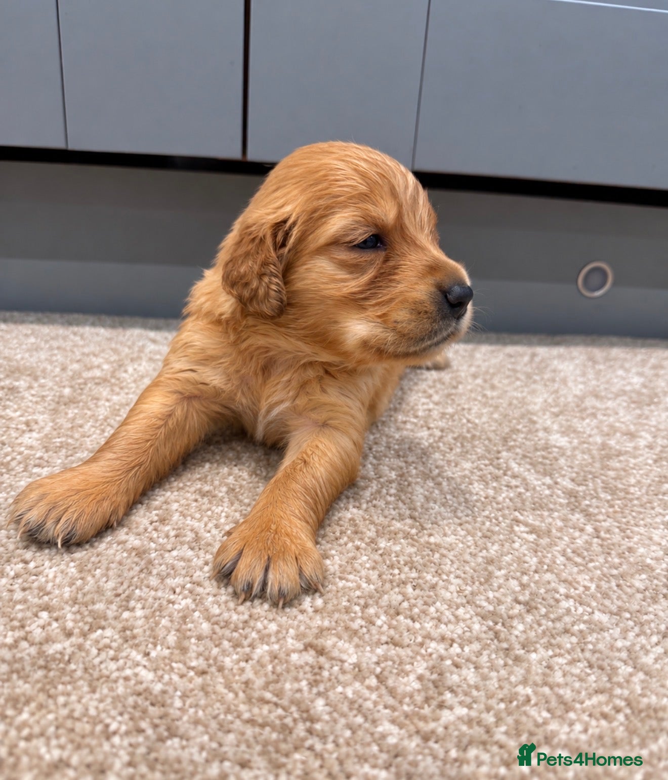 Golden Retriever dogs KC Dark Golden Retrievers 🧬Health Tested Parents - Advert 2