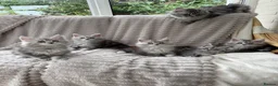 Maine Coon cats for sale: Maine coon TICA black silver tabbies  - Advert 4