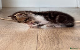Persian cats for sale:  6 Persian kittens  - Image 21