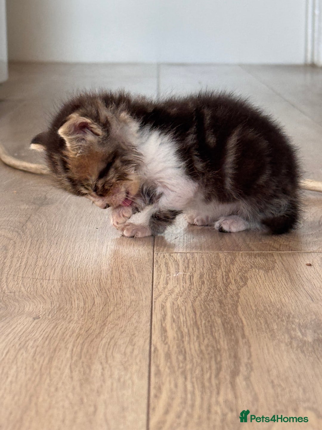 Persian cats for sale:  6 Persian kittens  - Image 21