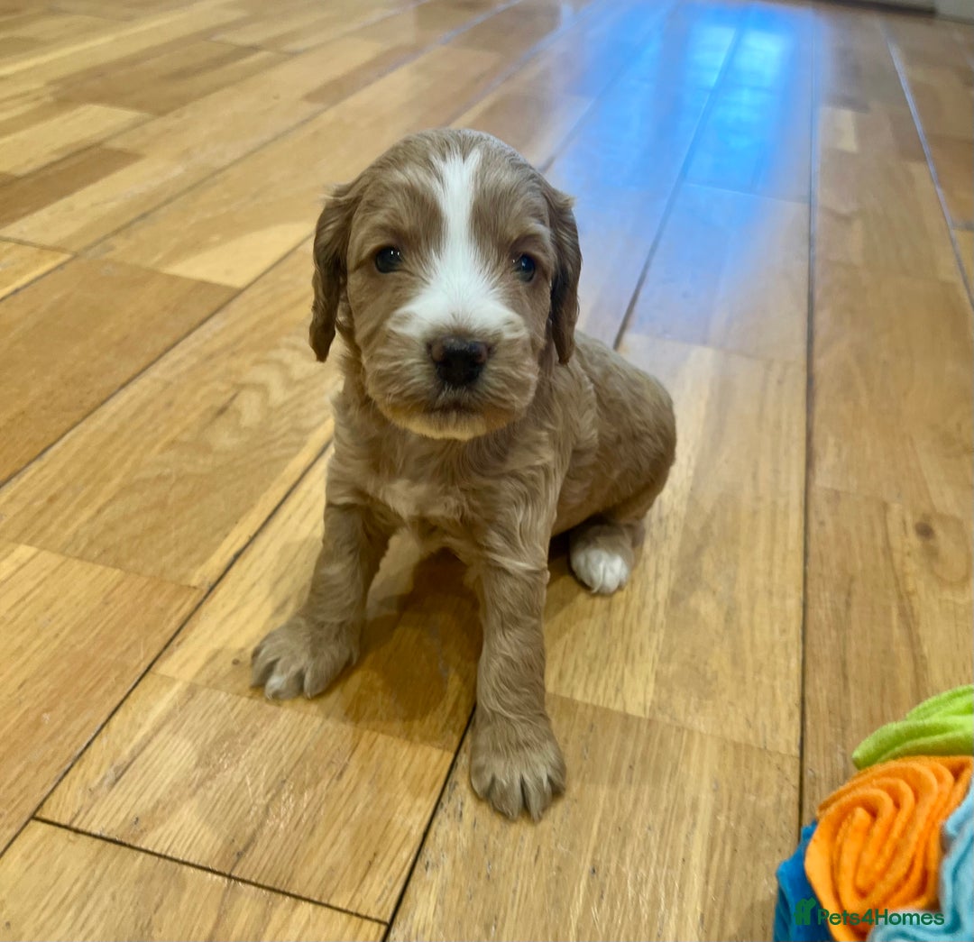 Cockapoo dogs for sale: ♥️Fabulous Toy Cockapoo Puppies Kc Reg Parents - Advert 14